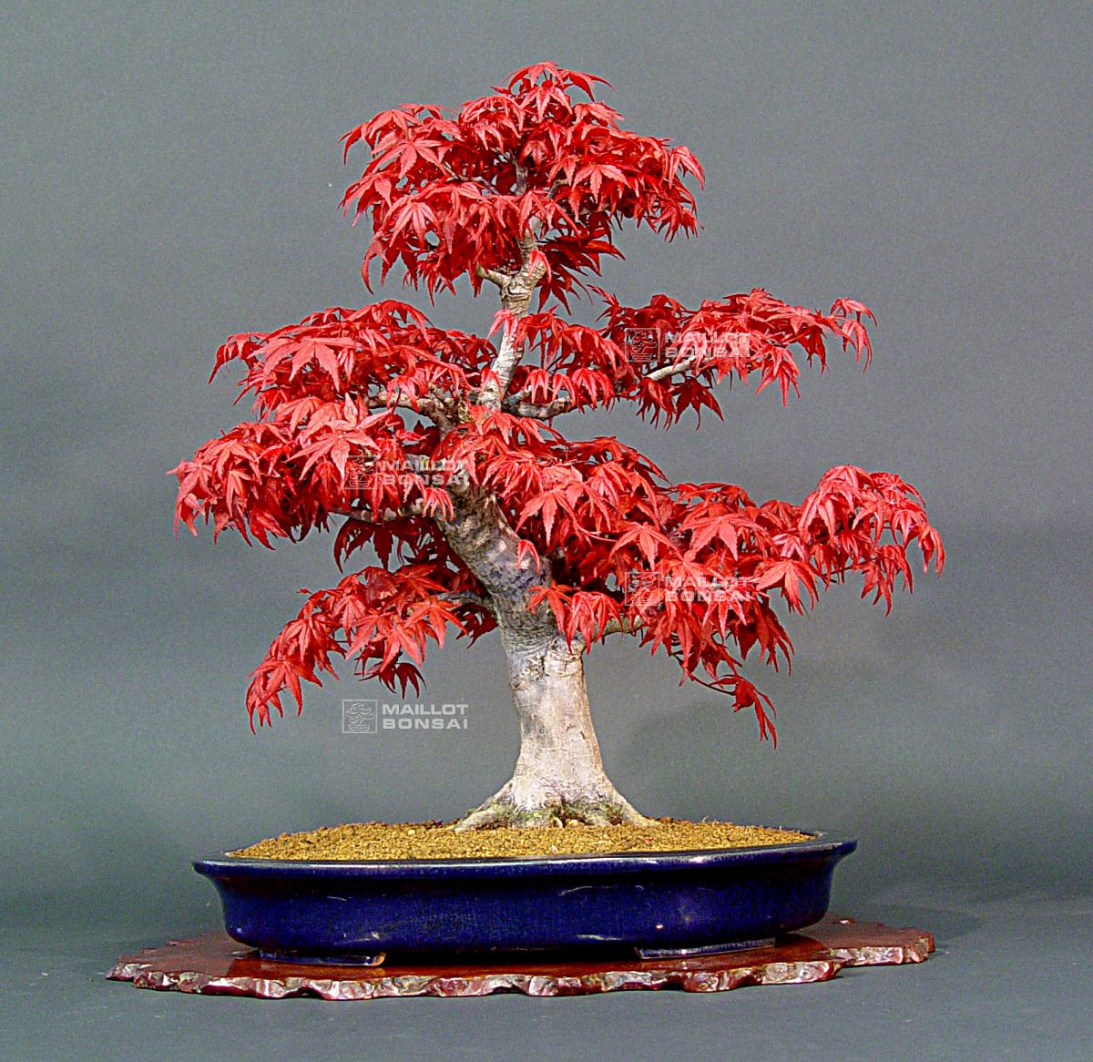 Deciduous bonsai Erable rouge du japon ref: 24040135 from Maillot-Bonsa -  The store MAILLOT-BONSAI