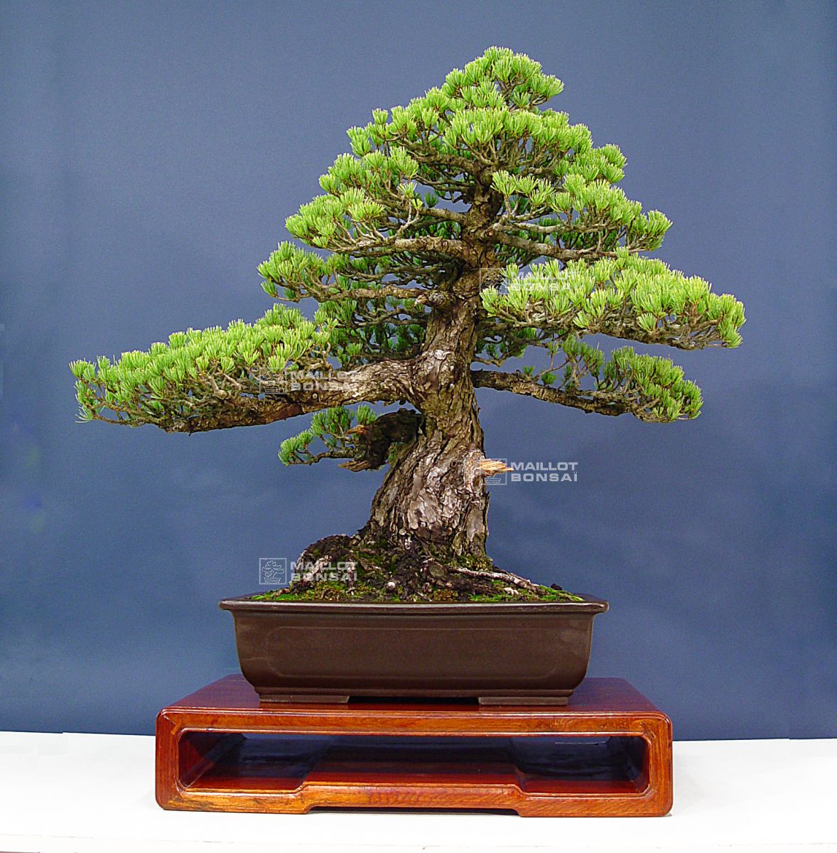 Bonsai masterpieces Pinus pentaphylla du Japon ref 16090131 from