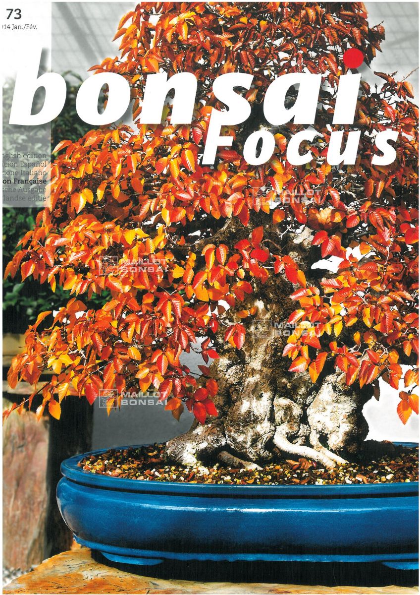 Magazines BONSAI FOCUS N° 73 de MaillotBonsaï La boutique MAILLOTBONSAI