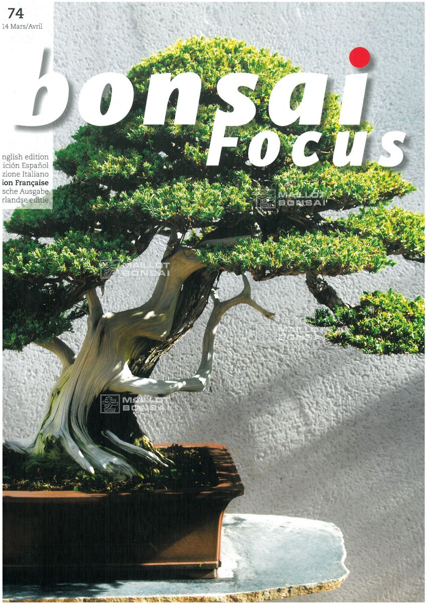 Magazines BONSAI FOCUS N° 74 de MaillotBonsaï La boutique MAILLOTBONSAI