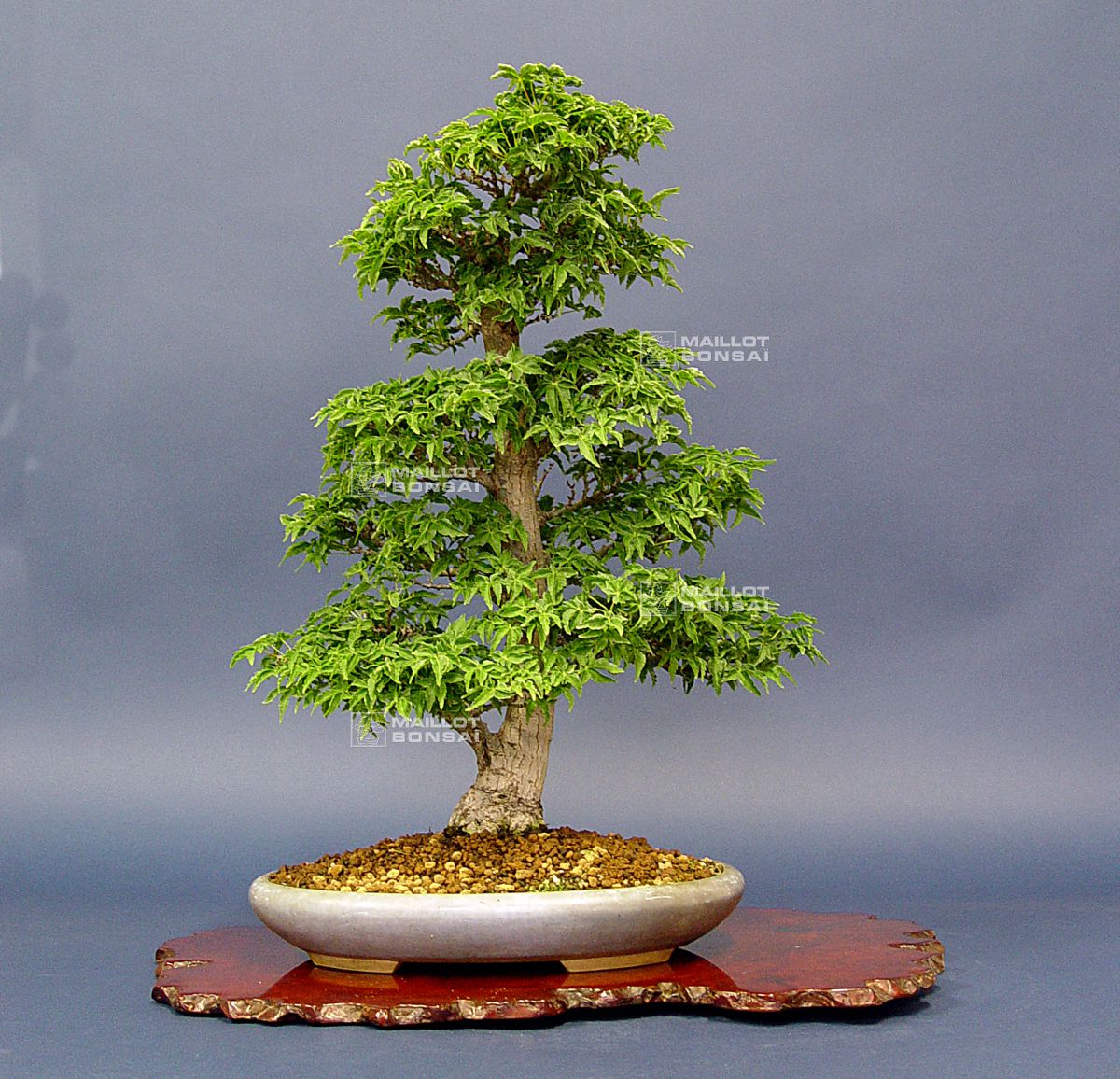 bonsai bestimmung Bonsai Carmona - Bonsaï carmona main image 1