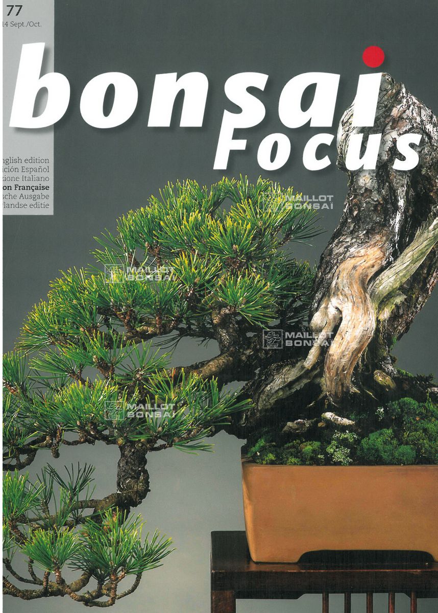 Magazines VENDU BONSAI FOCUS N° 77 de MaillotBonsaï La boutique