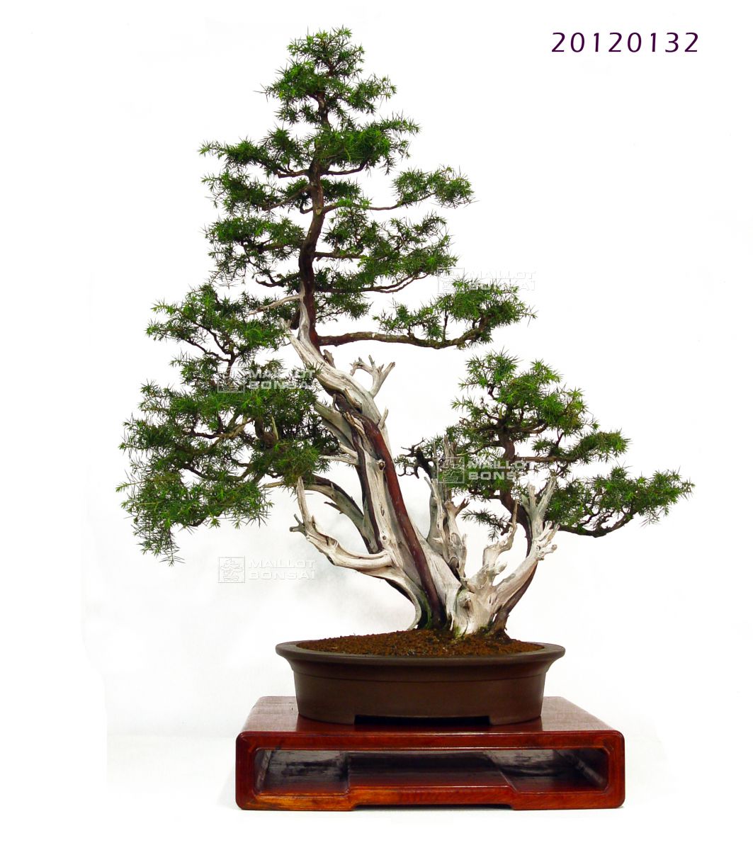  Bonsa   de  collection  VENDU juniperus rigida ref 20120132 