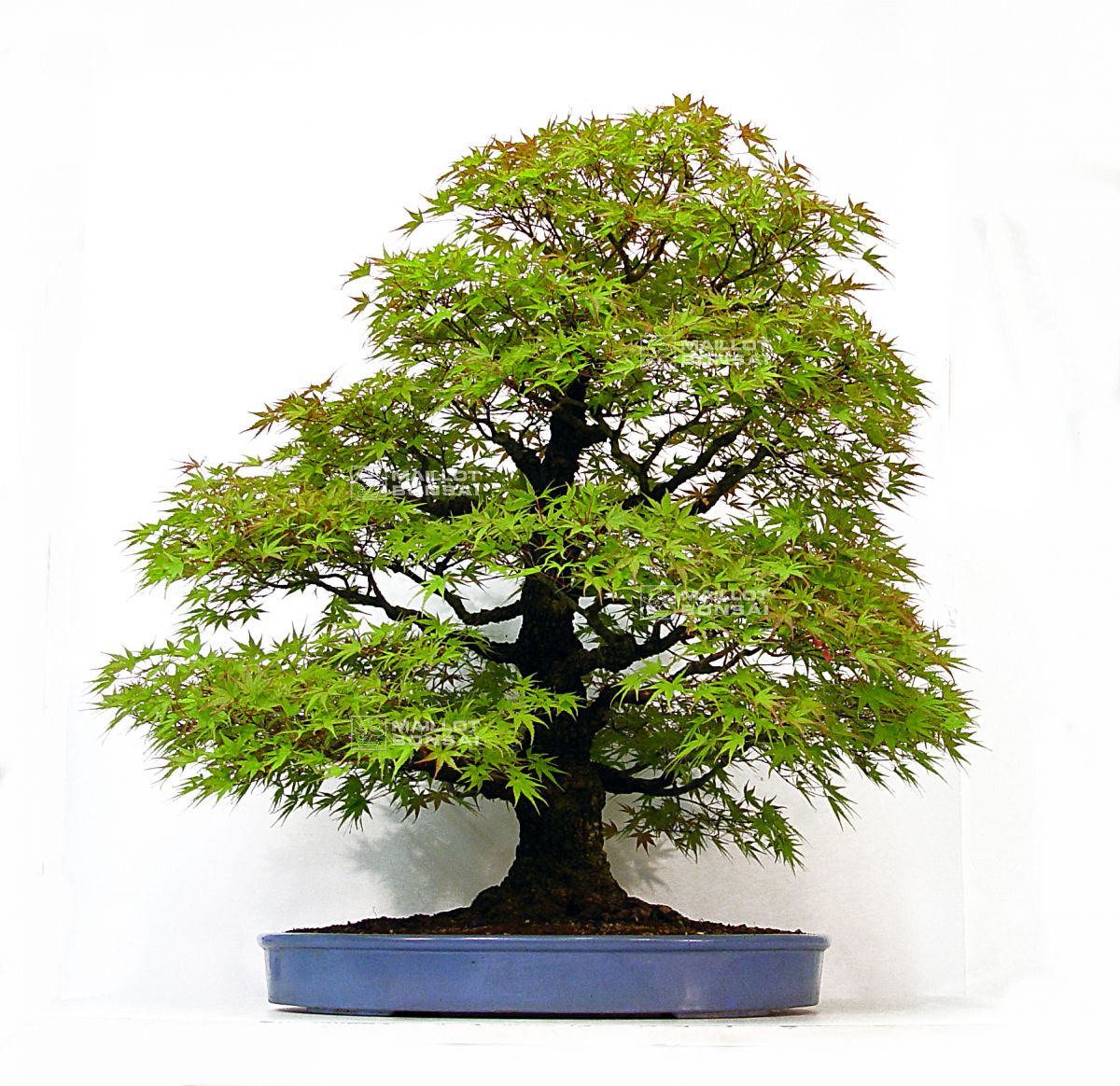 Bonsai masterpieces Acer palmatum arakawa ref08090145 from Maillot