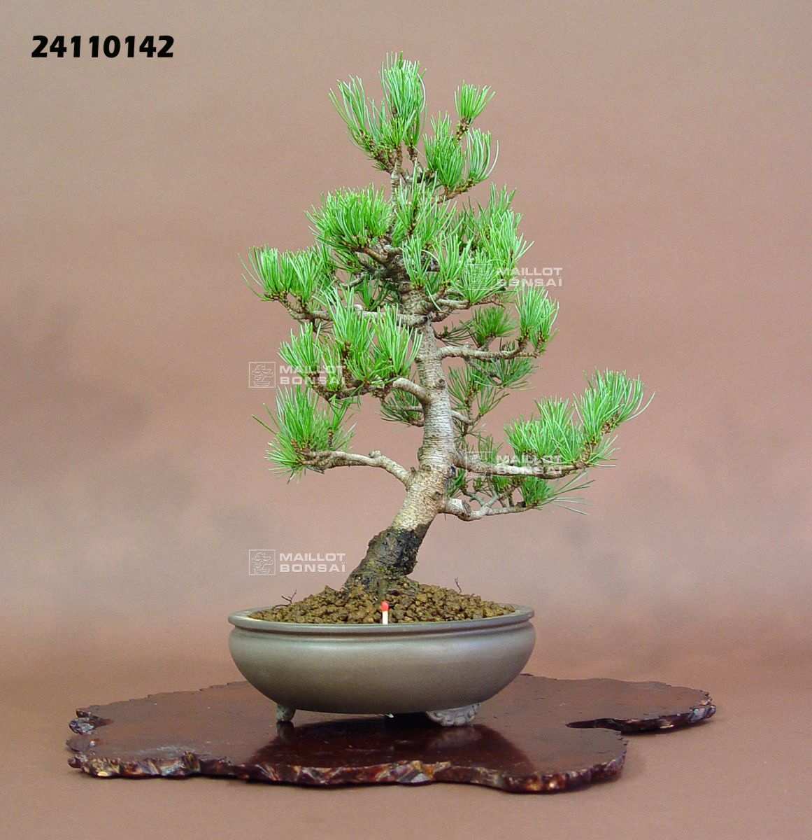 Conifères VENDUPinus pentaphylla ref 24110142 de MaillotBonsaï La