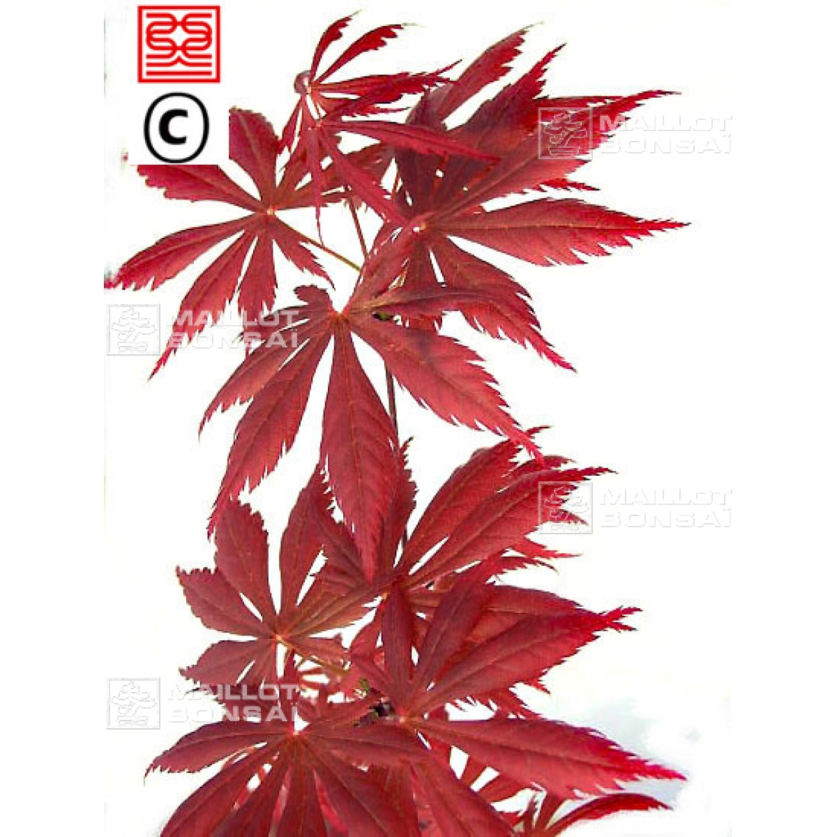 Young trees Acer palmatum 'trompenburg' from Maillot-Bonsa - The store  MAILLOT-BONSAI