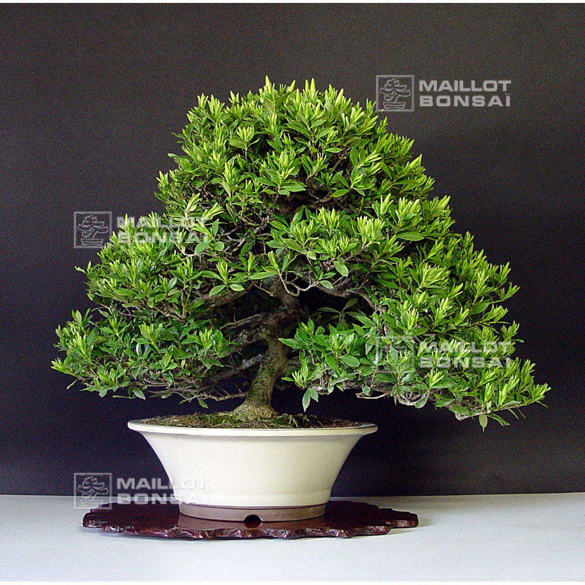 8. Bonsai Magic: Creating Miniature Masterpieces From Seeds