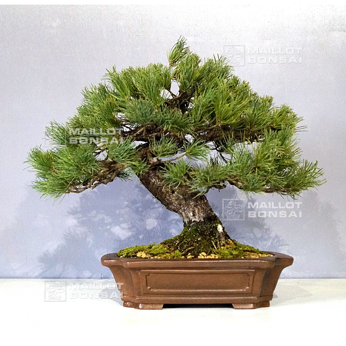 Bonsai masterpieces Pinus pentaphylla bonsai ref 10040158 from Maillot