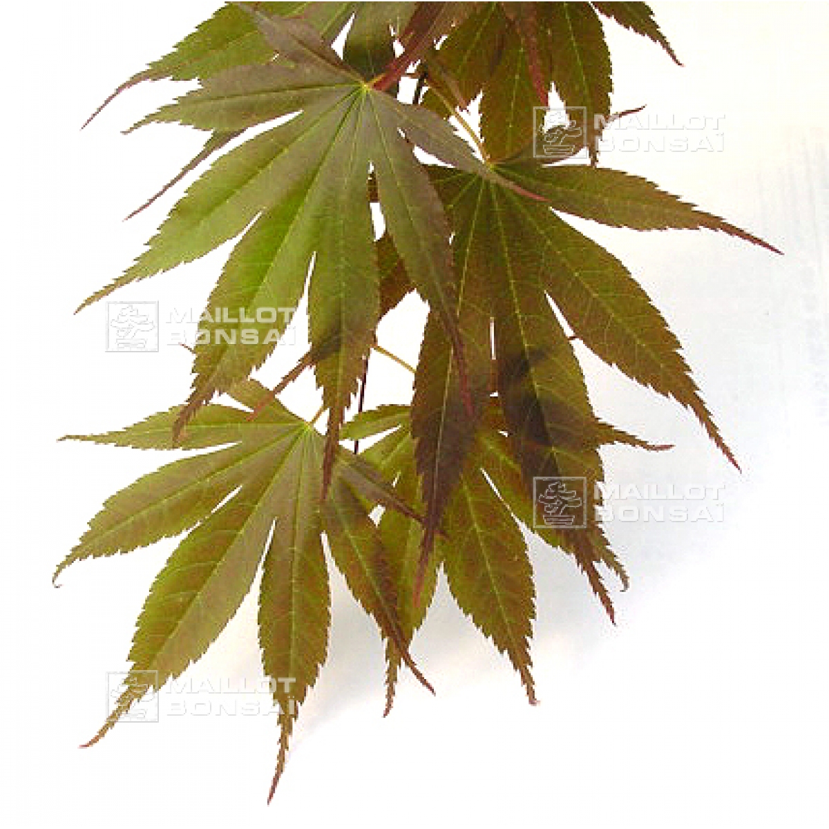 8. Bonsai Magic: Creating Miniature Masterpieces From Seeds
