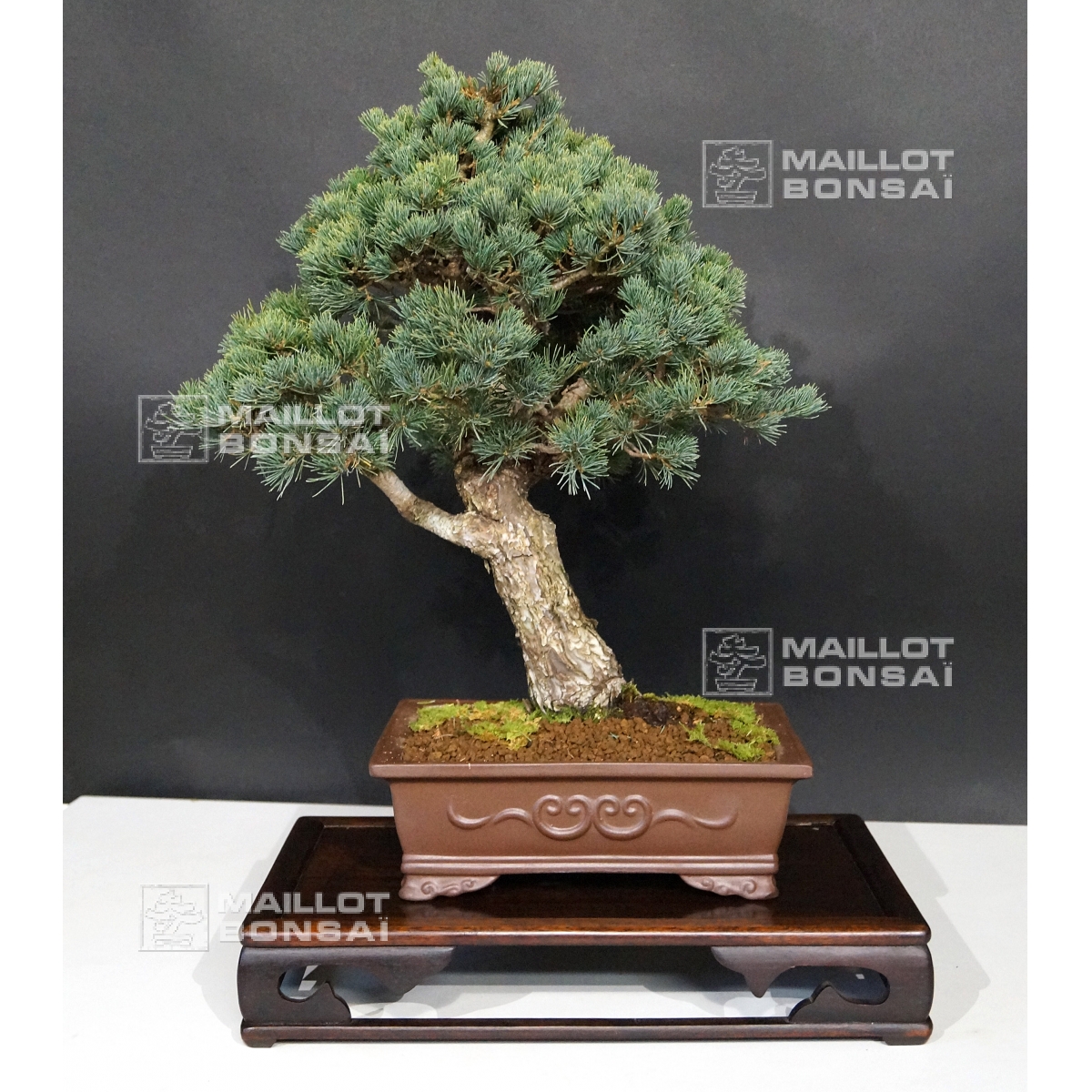 Coniferous bonsai Fiveneedle kokonoe Japanese white pine ref 24020 from MaillotBonsaï The