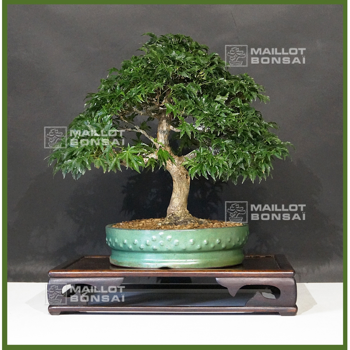 Outdoor bonsai trees Acer palmatum shishigashira ref : 21110162 from  Maillot-Bonsa - The store MAILLOT-BONSAI