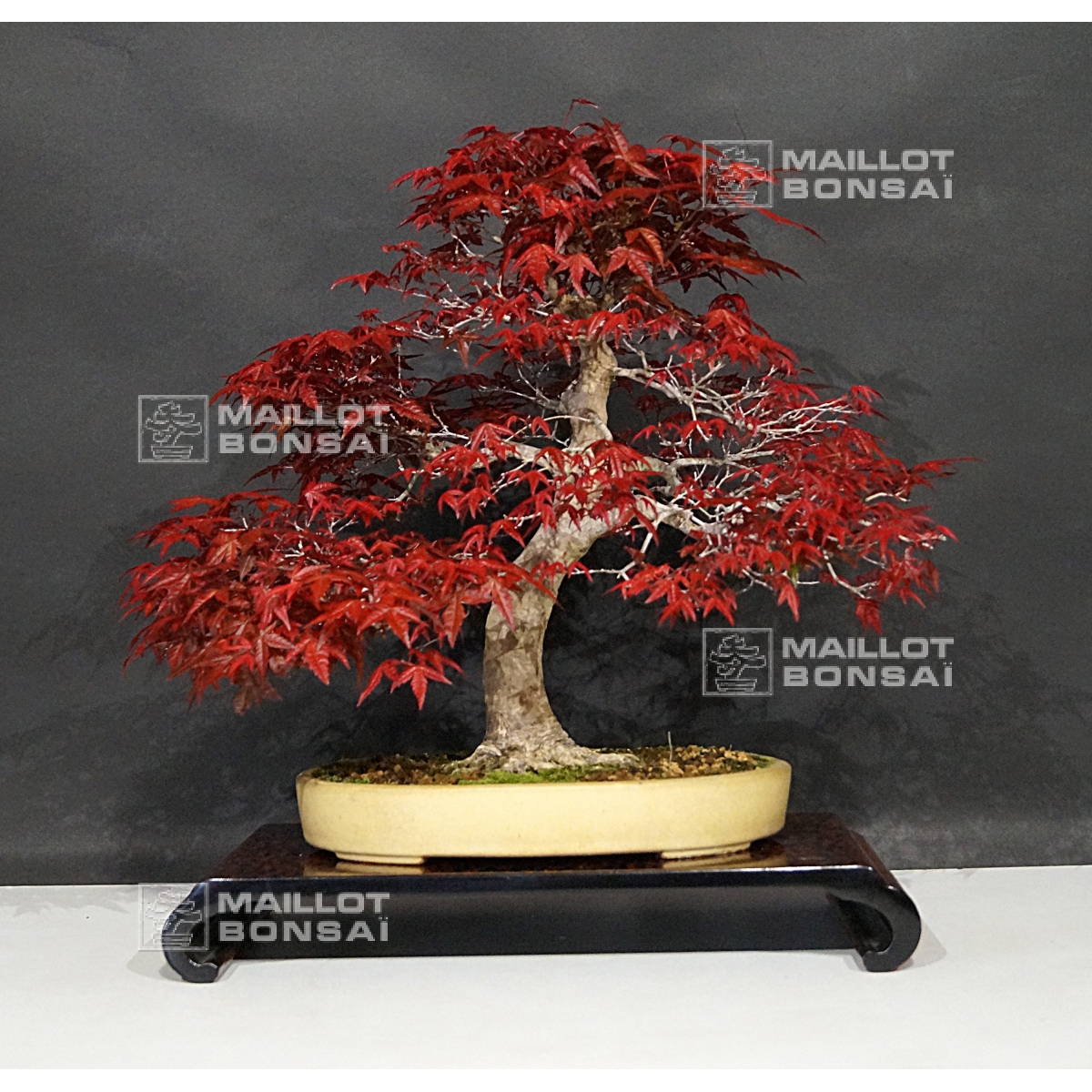 Bonsai masterpieces Acer palmatum deshojo 2807017 from Maillot-Bonsa - The  store MAILLOT-BONSAI