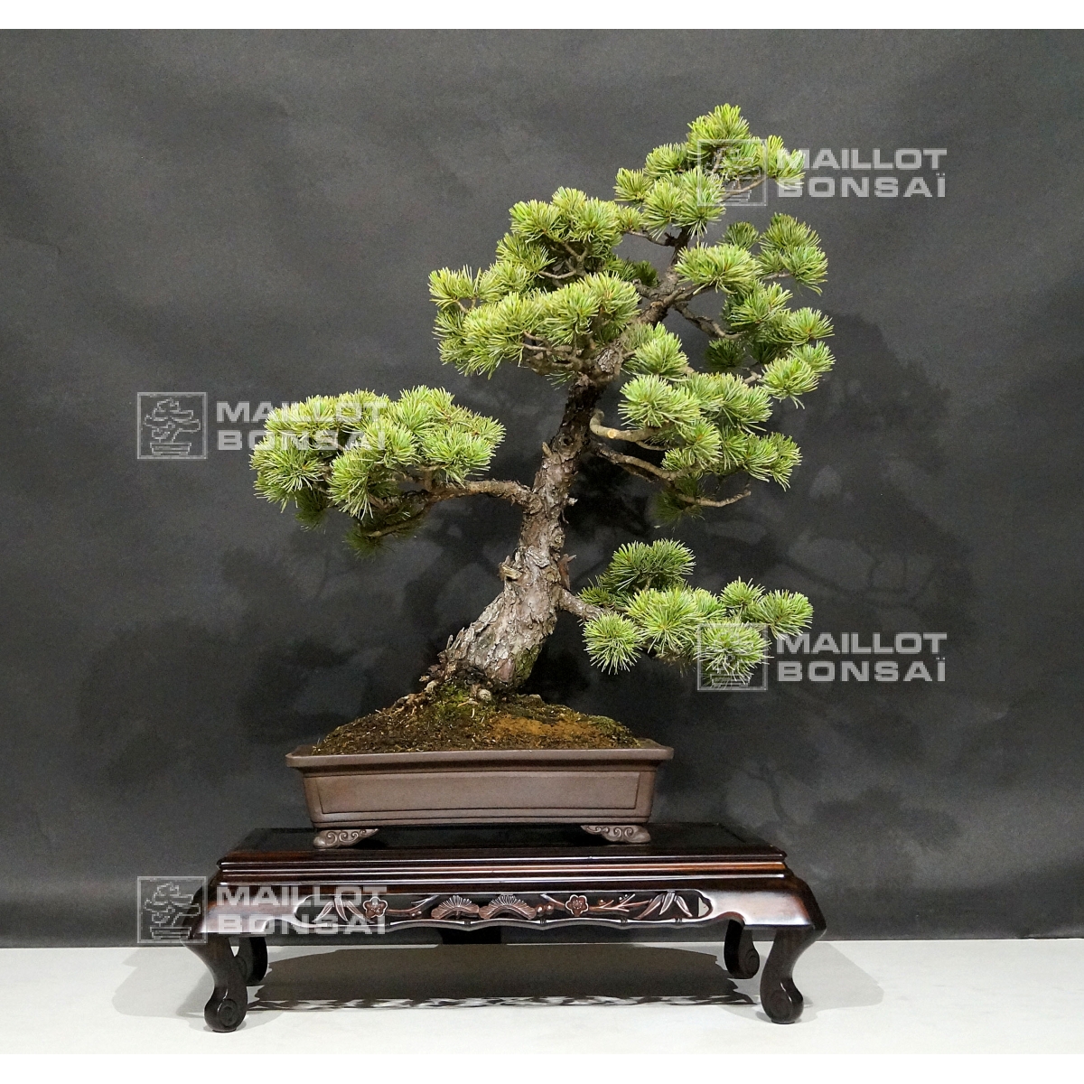 Coniferous bonsai PINUS PENTAPHYLLA ref 02070181 from MaillotBonsaï