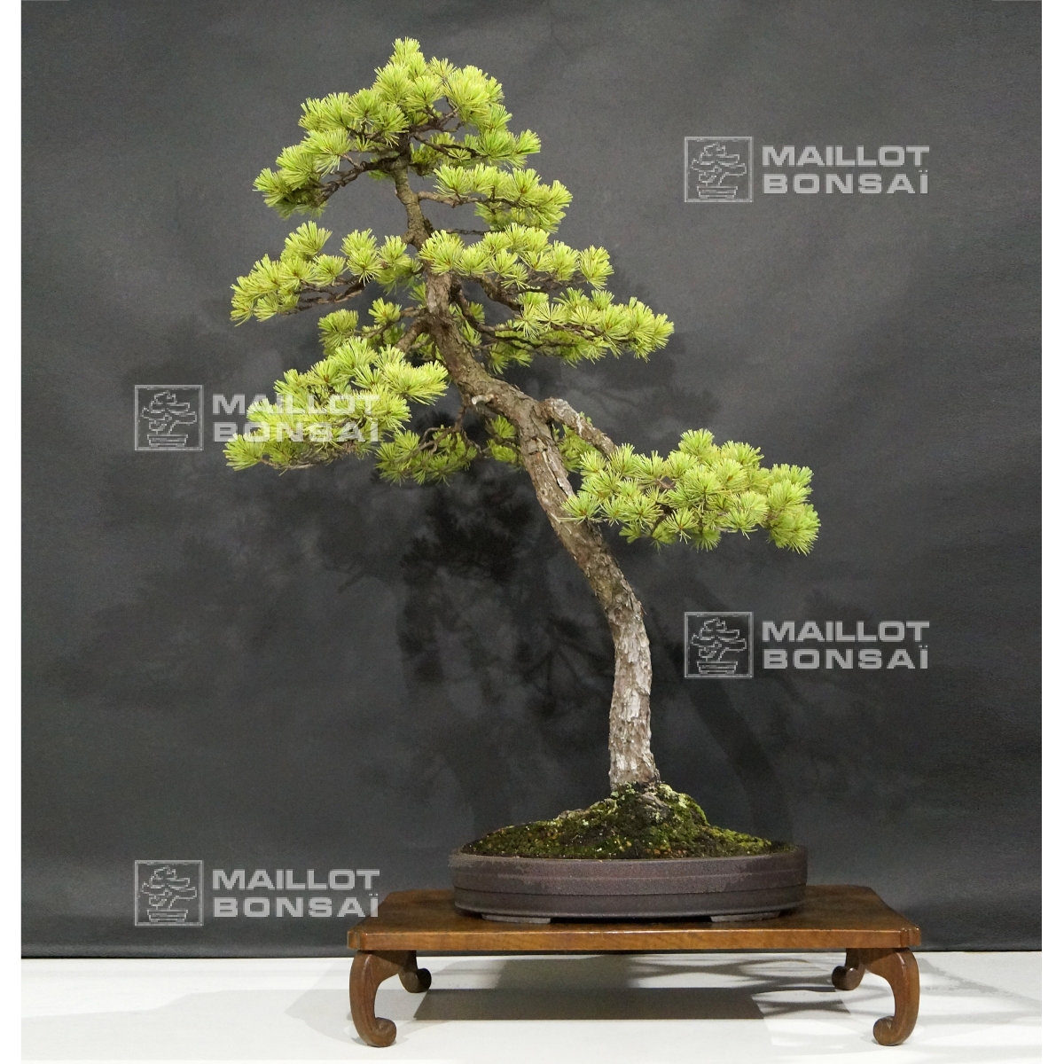 Bonsaï d'exception VENDU Pinus pentaphylla 6070184 de MaillotBonsaï