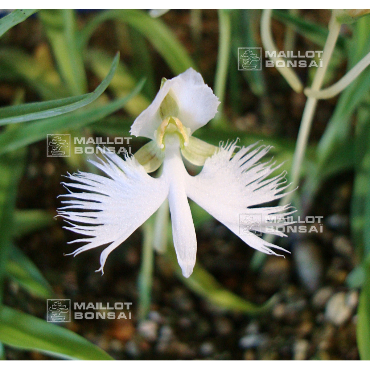 Kusamono small plants Habenaria radiata white egret orchid 1 bulb from  Maillot-Bonsaï - The store MAILLOT-BONSAI