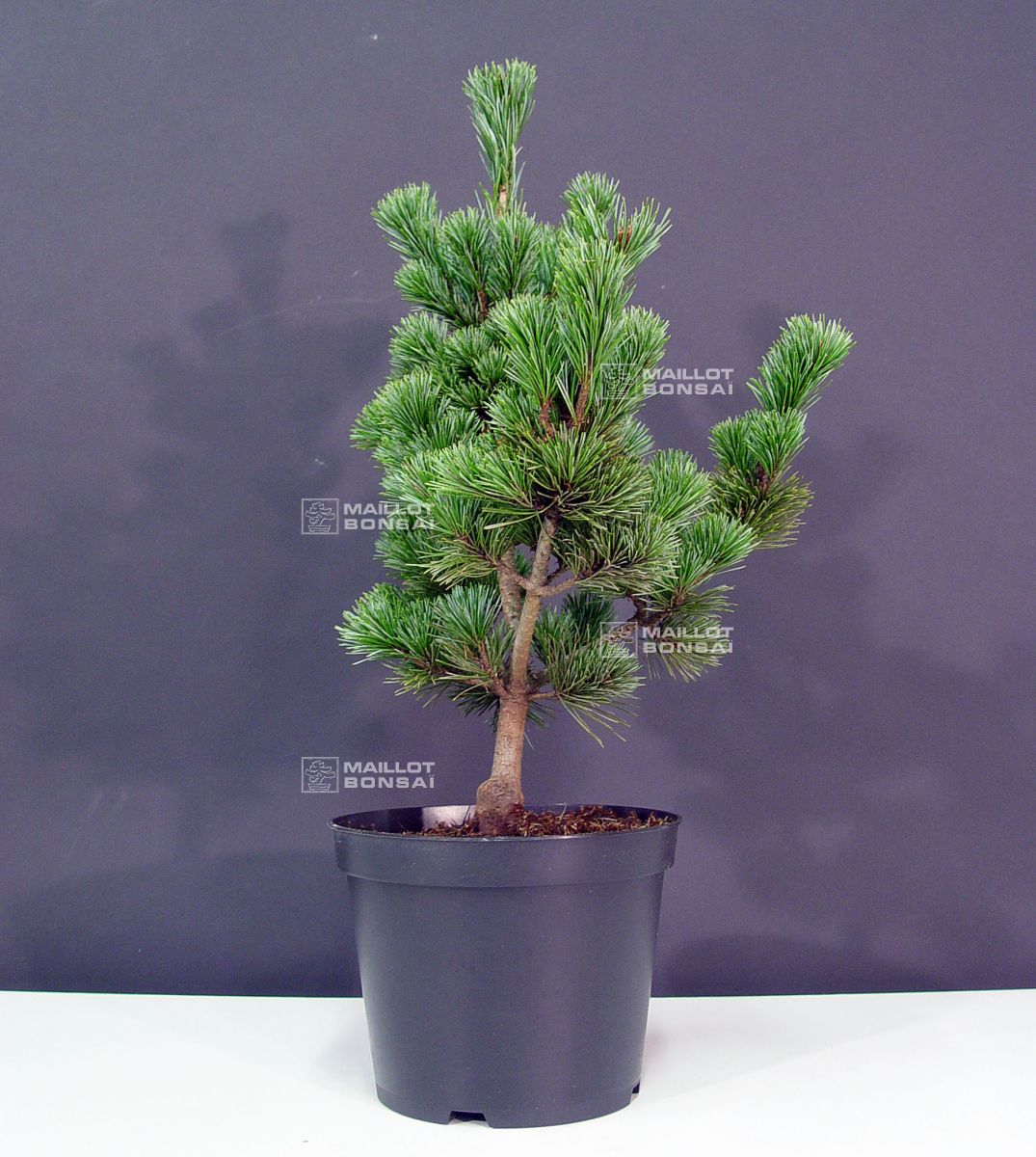 ist ein bonsai giftig für katzen Ficus 'Ginseng' Bonsai Ø:24 H:70 cm - Pflegeleichter Bonsai main image 0