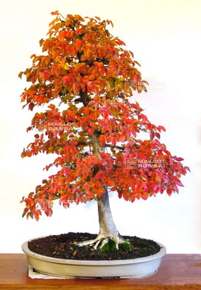 bonsai keimling umtopfen Bonsai-Erde kaufen?  Schnell versandt  Sybotanica