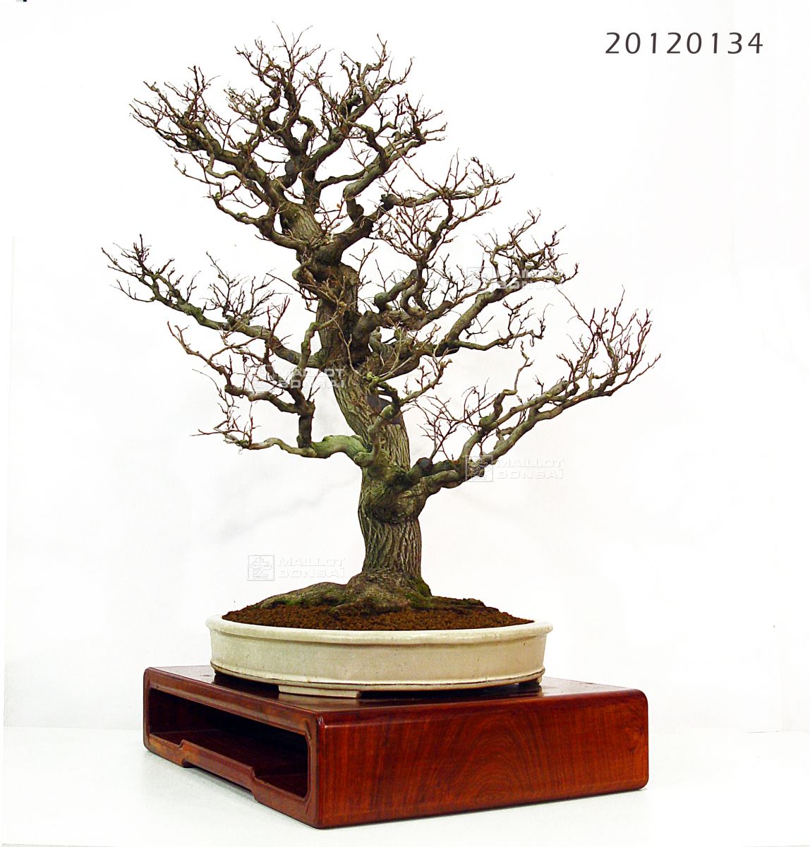 Bonsai masterpieces styrax japonicus bonsai ref: 20120134 from  Maillot-Bonsa - The store MAILLOT-BONSAI