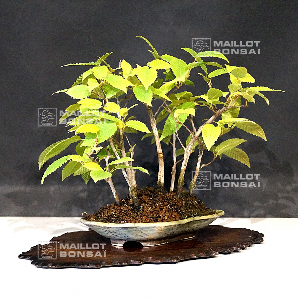 Outdoor bonsai trees carpinus laxiflora 16100201 from Maillot-Bonsa - The  store MAILLOT-BONSAI
