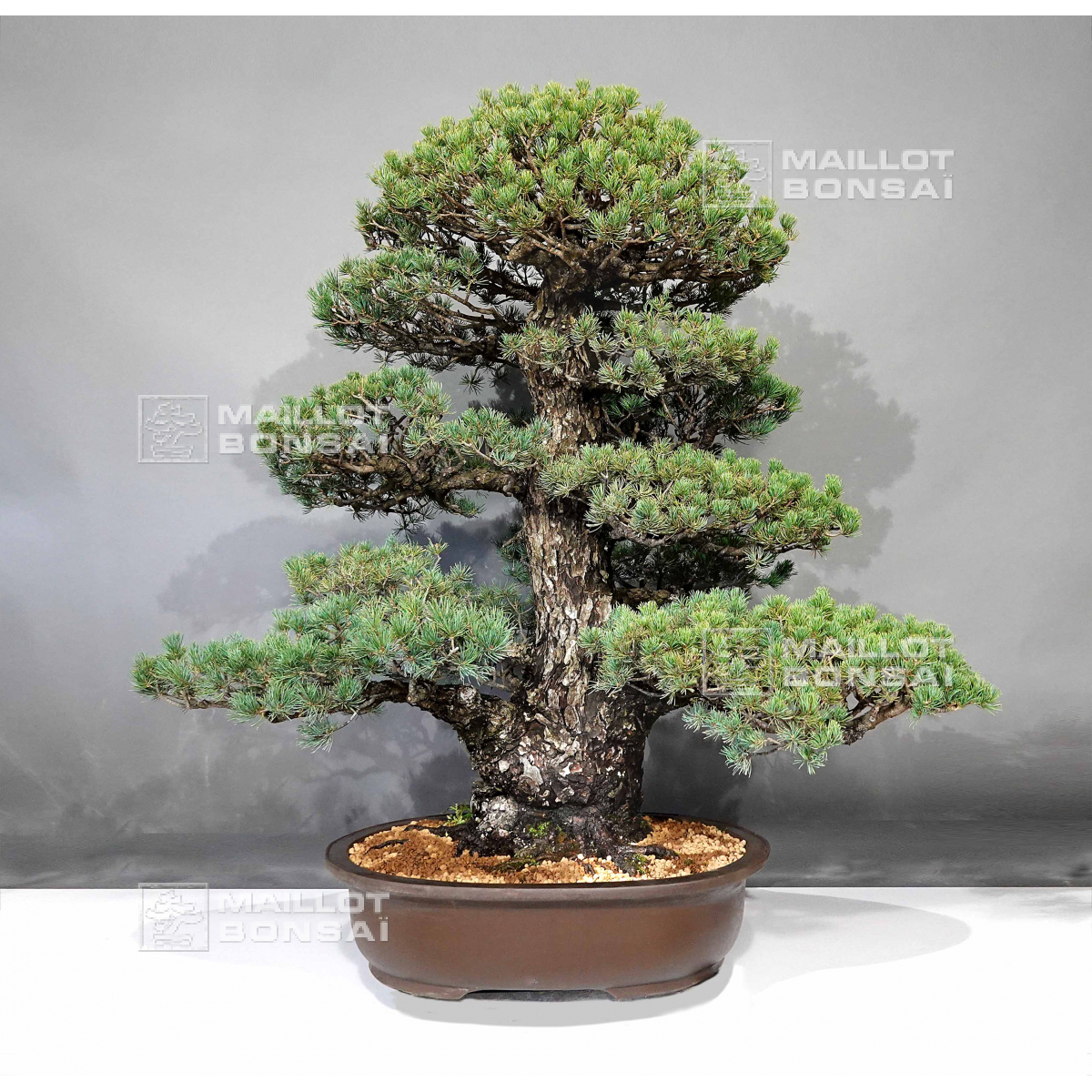 olivier bonsai Yamadori Olivier – Shop VITAL BONSAI main image 1