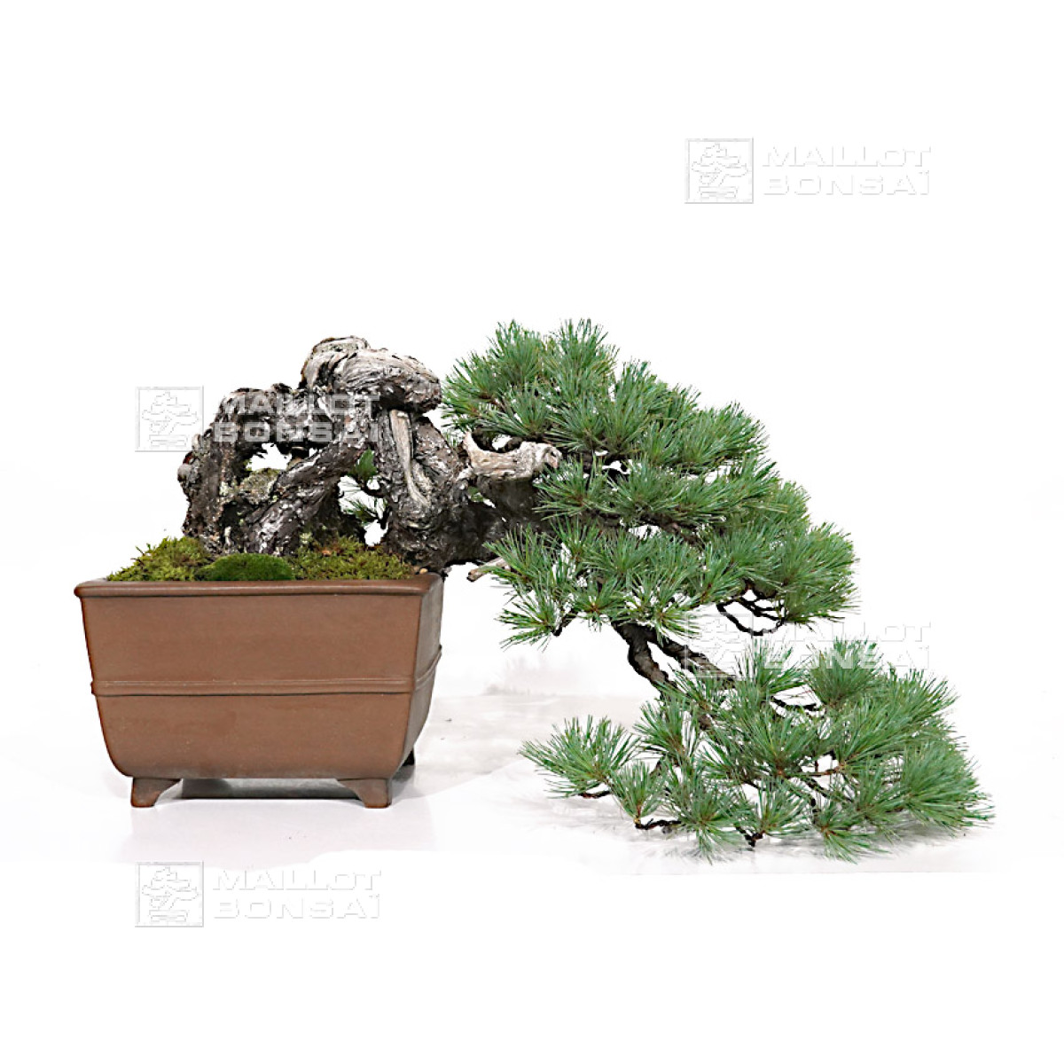 Bonsai masterpieces PINUS PENTAPHYLLA ref: 10100251 from Maillot-Bonsa -  The store MAILLOT-BONSAI