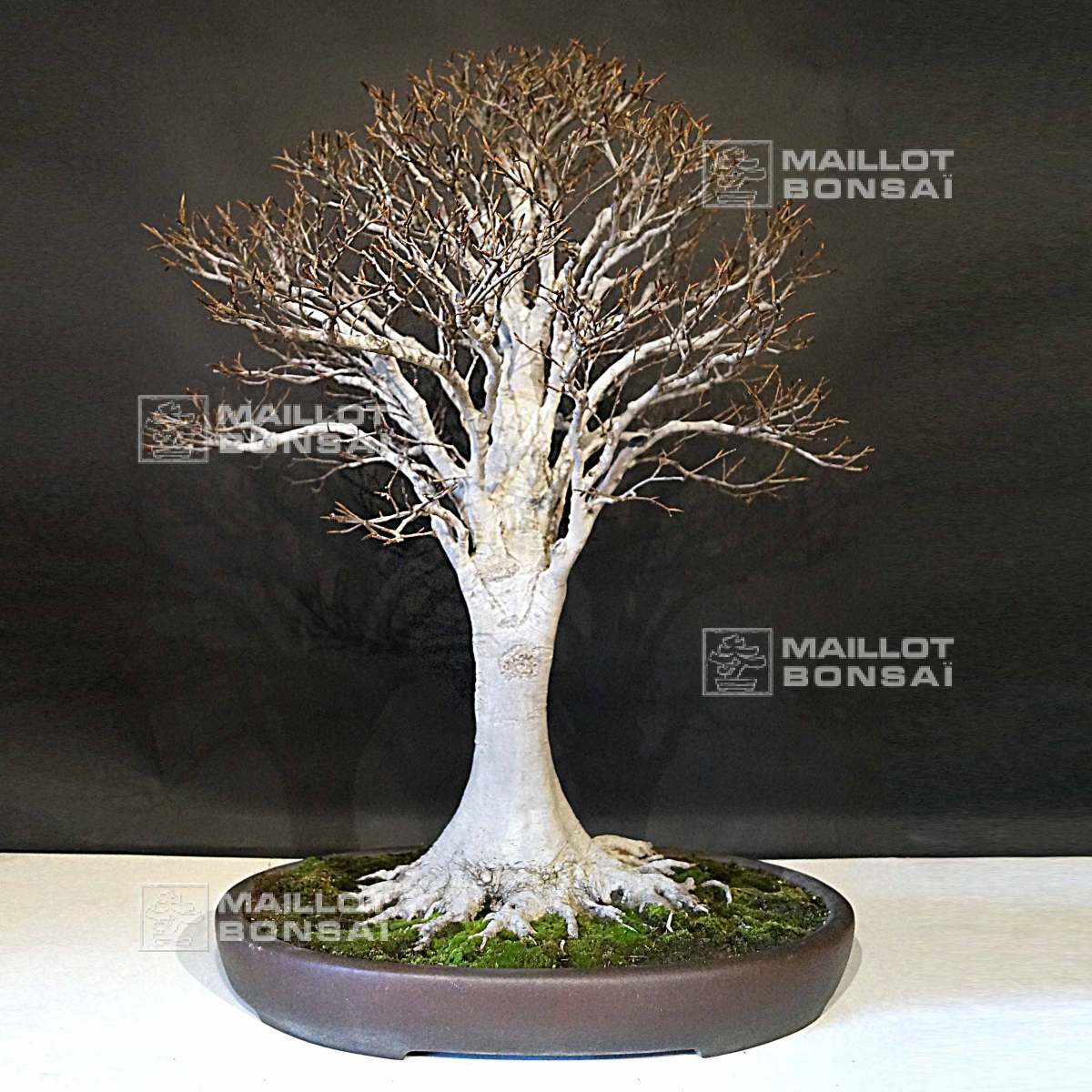 Unique bonsai fagus crenata 13040203 from Maillot-Bonsa - The store  MAILLOT-BONSAI