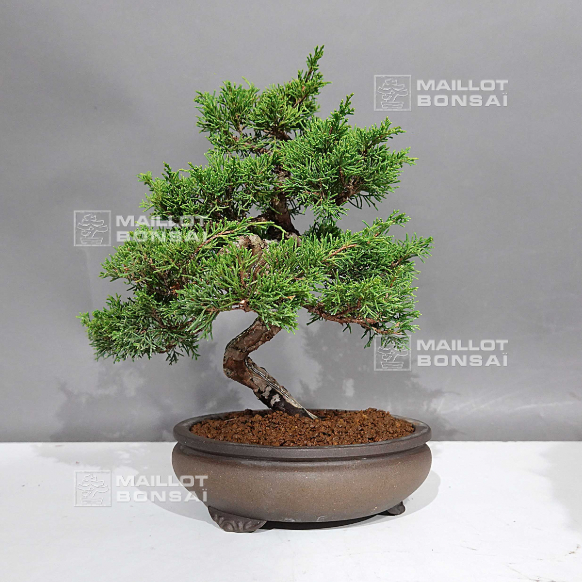 Outdoor bonsai trees juniperus chinensis itoigawa ref : 08090232 from  Maillot-Bonsa - The store MAILLOT-BONSAI