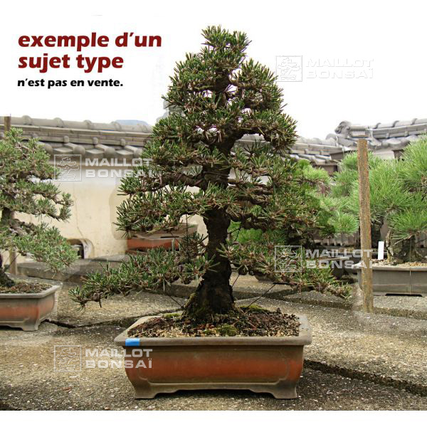 Pinus thunbergii 'kotobuki'