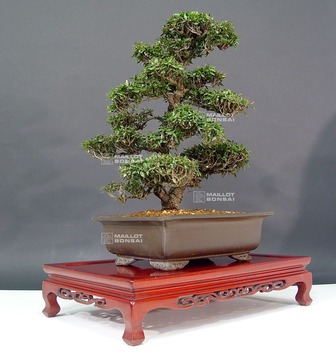 Pot bonsaï rectangulaire 380 mm.