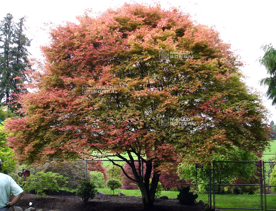 real bonsai plants Grow Your Own Bonsai Tree Kit Japanese Maple