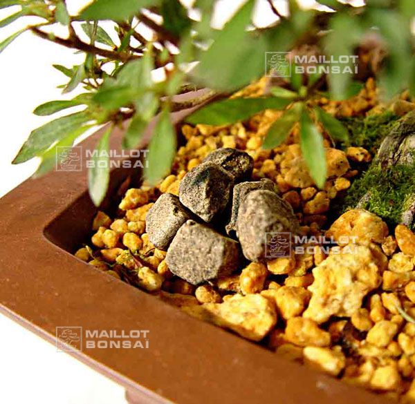 metal bonsai Bonsai Tree Metal Art