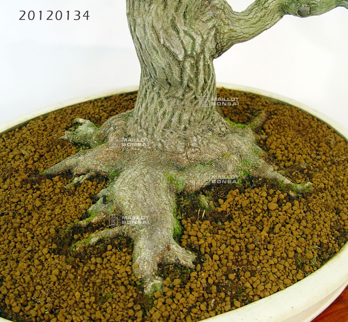Bonsai masterpieces styrax japonicus bonsai ref: 20120134 from  Maillot-Bonsa - The store MAILLOT-BONSAI