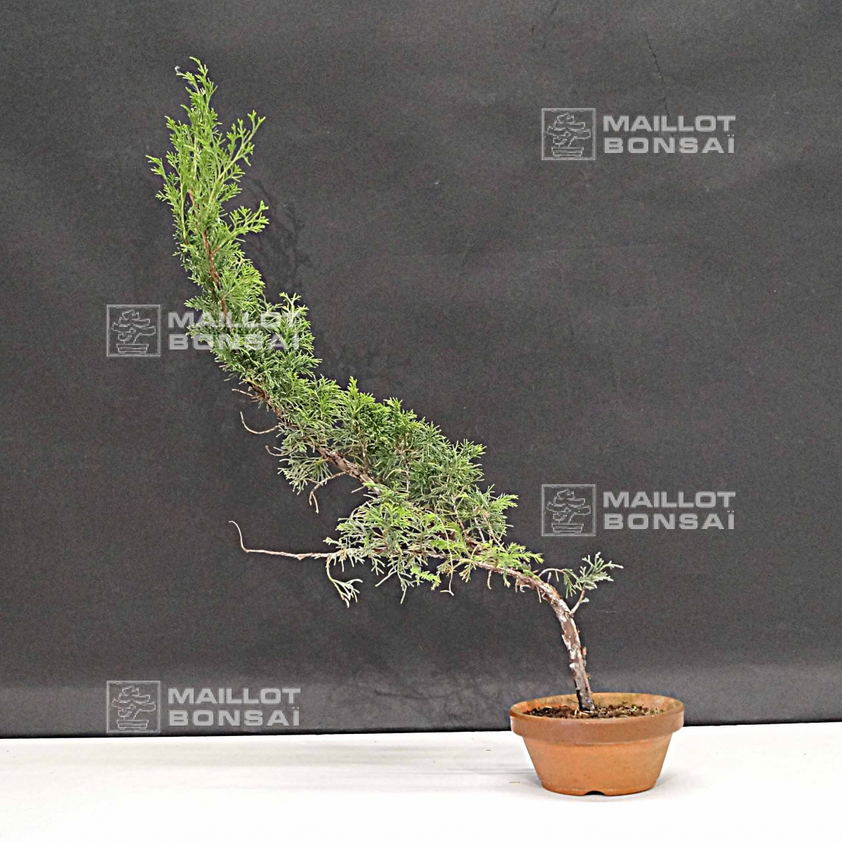 juniperus itoigawa bonsai, arbre de collection. Vente de bonsai en ligne