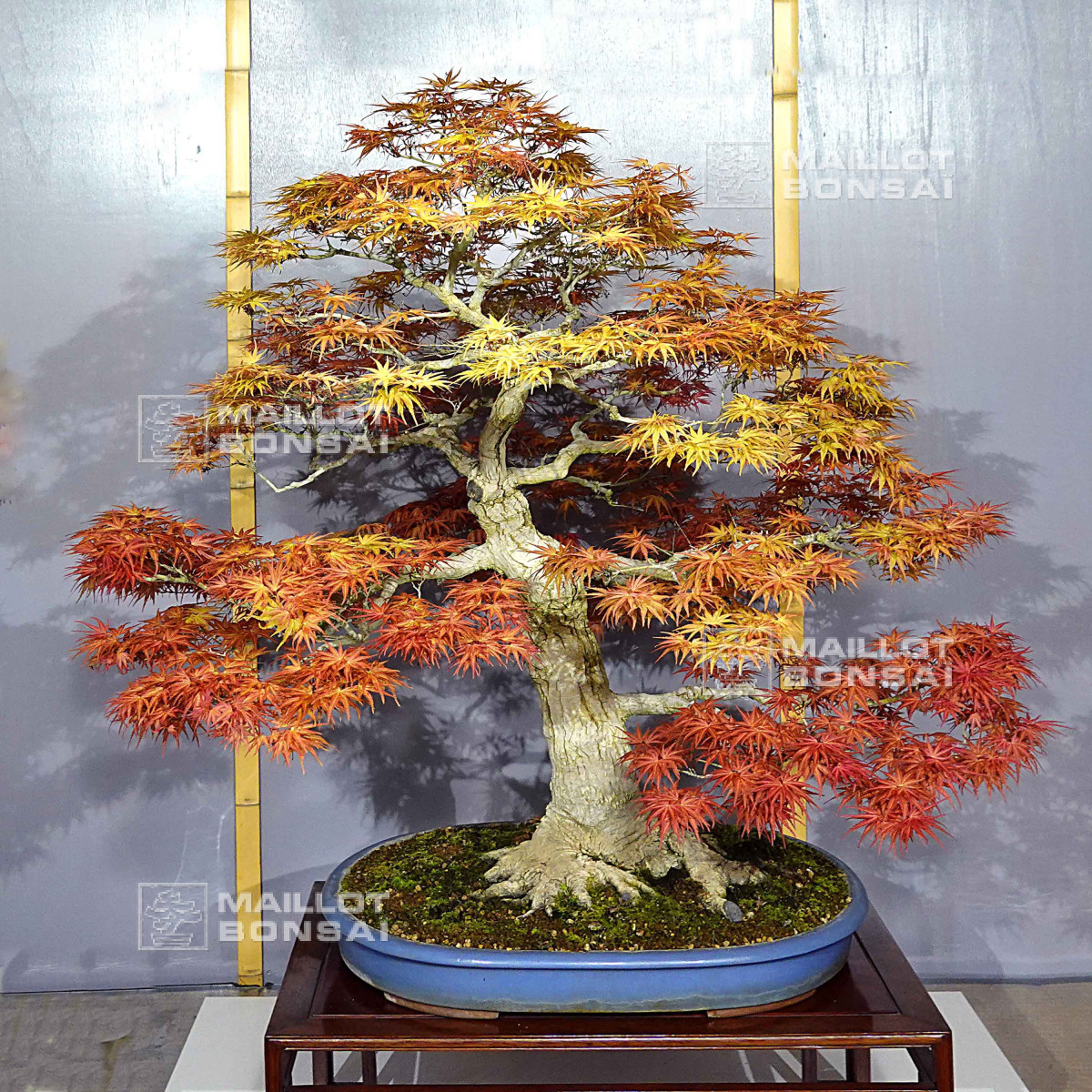 Bonsai masterpieces acer palmatum seigen ref :042025 from Maillot-Bonsa -  The store MAILLOT-BONSAI
