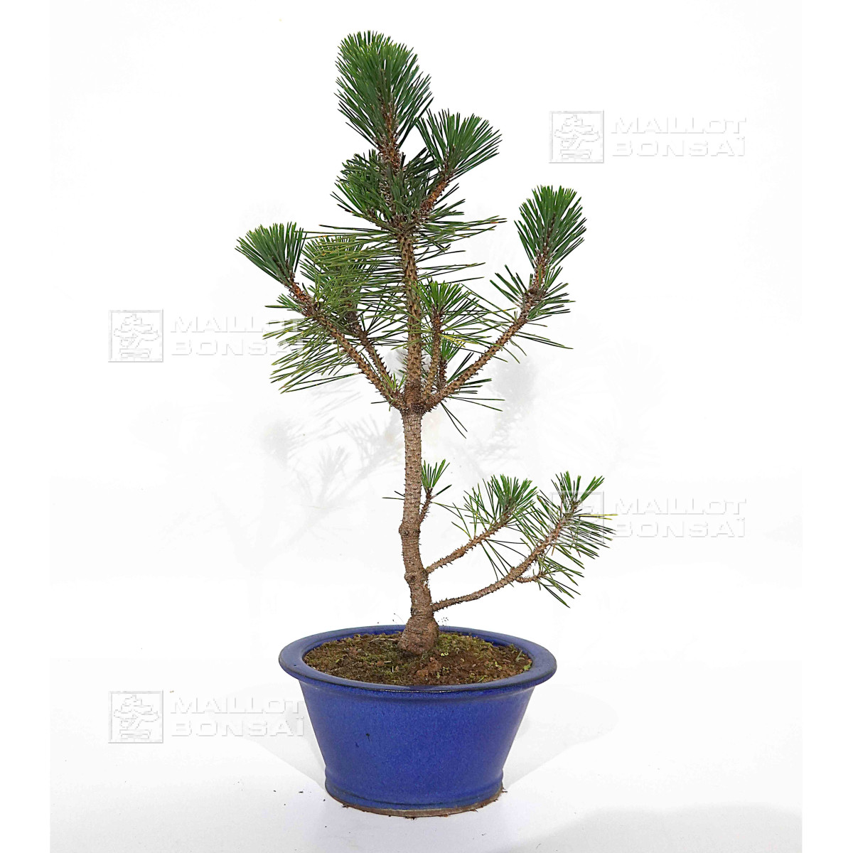 bonsai tree 10281 Light Kit for Bonsai Tree 10281 main image 0