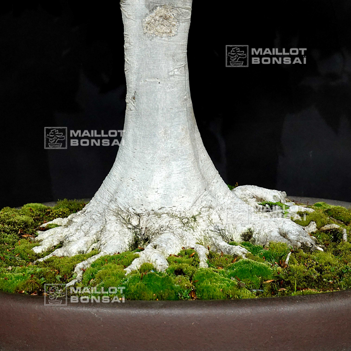 Unique bonsai fagus crenata 13040203 from Maillot-Bonsa - The store  MAILLOT-BONSAI