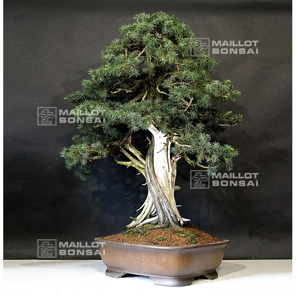 Mini bonsai Juniperus rigida handbook N8