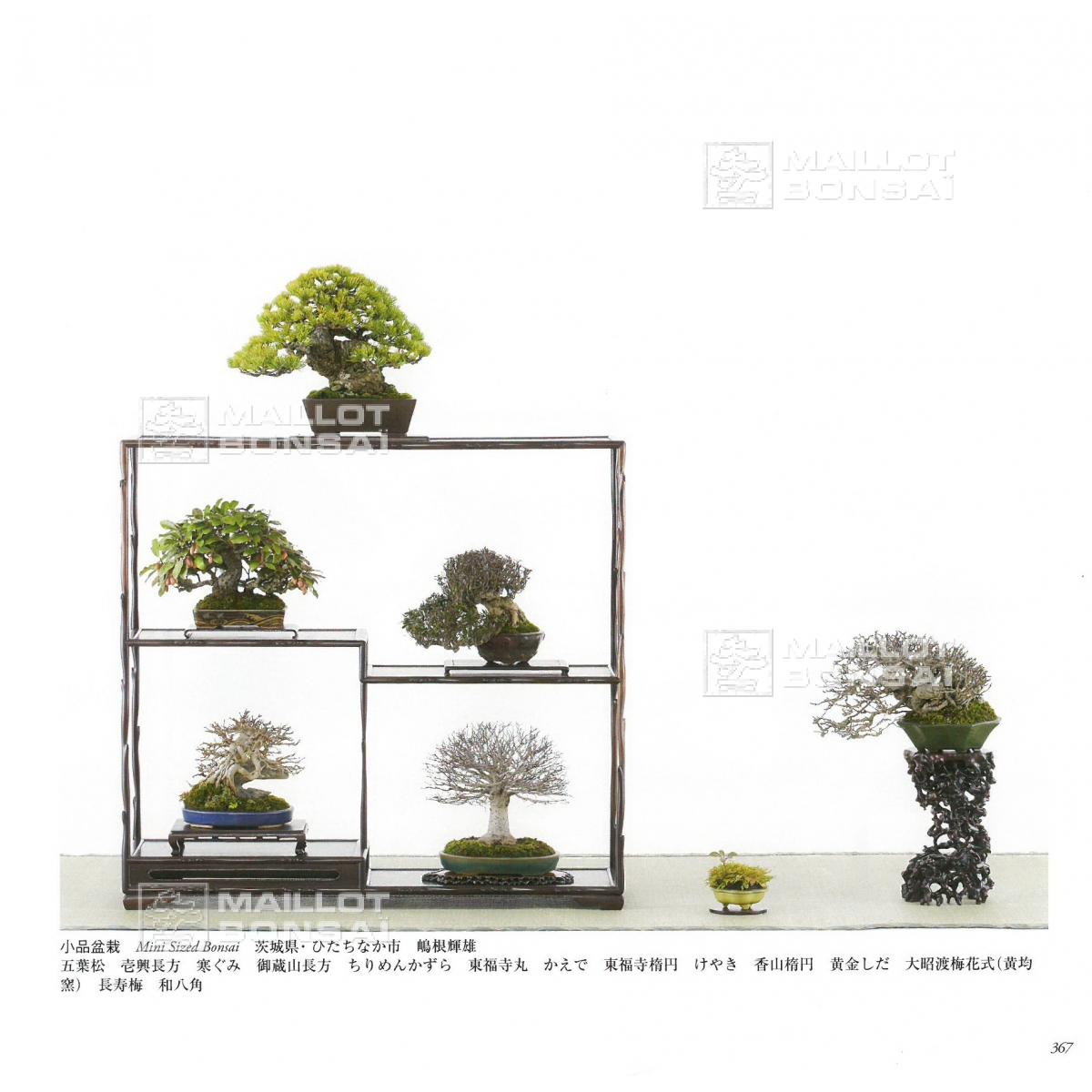 Japanese Exhibitions Catalog Livre Du Kokufu Ten Expo Eme 15 From Maillot Bonsai The Store Maillot Bonsai