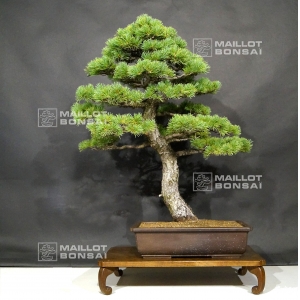 VENDU Pinus pentaphylla ref:23070181