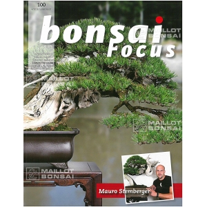 BONSAI FOCUS N° 100