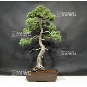 pinus-pentaphylla-25070181