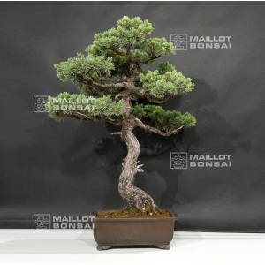 pinus-pentaphylla-25070183