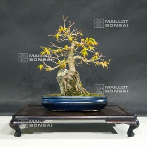 acer-palmatum-ref-25070185