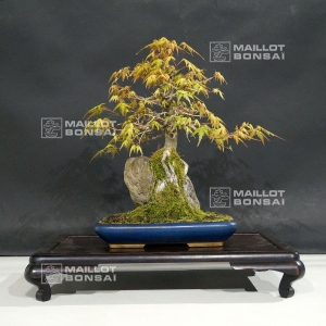 vendu-acer-palmatum-ref-25070186