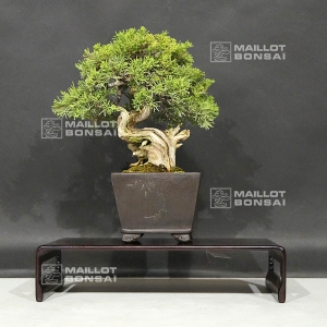 vendu-juniperus-chinensis-itoigawa-ref-30070184