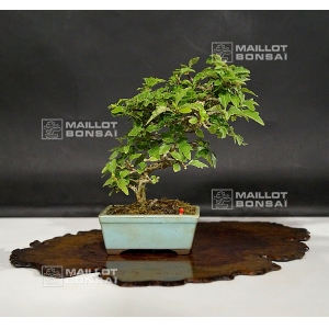 Premna japonica 06080184