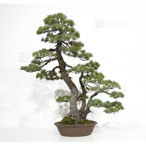 pinus-pentaphylla-29080182