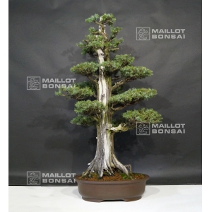 vendu-juniperus-rigida-ref-12090181