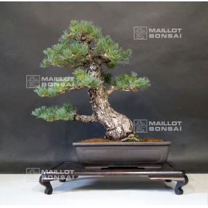 pinus-pentaphylla-kokonoe-ref-27060185