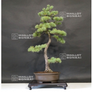 vendu-pinus-pentaphylla-ref-6070183